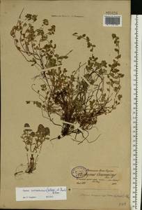 Thymus pulegioides L., Eastern Europe, Estonia (E2c) (Estonia)