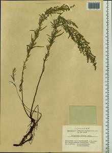 Artemisia glauca Pall. ex Willd., Siberia, Altai & Sayany Mountains (S2) (Russia)