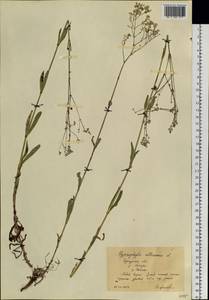 Gypsophila altissima L., Siberia, Baikal & Transbaikal region (S4) (Russia)