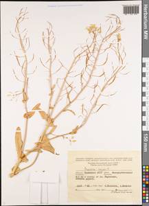 Brassica napus L., Eastern Europe, Lower Volga region (E9) (Russia)