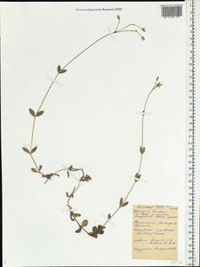 Cerastium holosteoides Fr., Eastern Europe, Northern region (E1) (Russia)