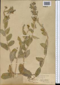 Trichodesma incanum Bunge, Middle Asia, Pamir & Pamiro-Alai (M2) (Uzbekistan)