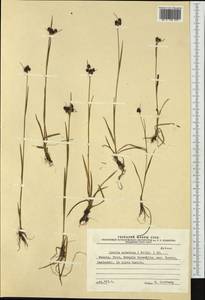 Luzula sudetica (Willd.) Schult., Western Europe (EUR) (Finland)