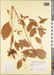 Impatiens noli-tangere L., Caucasus, Georgia (K4) (Georgia)