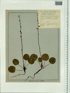 Pyrola asarifolia subsp. incarnata (DC.) A. E. Murray, Siberia, Russian Far East (S6) (Russia)