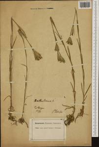 Dianthus armeria L., Western Europe (EUR) (Germany)