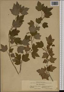 Ribes alpinum, Western Europe (EUR) (Finland)