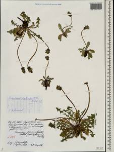 Taraxacum proximum (Dahlst.) Dahlst., Eastern Europe, Lower Volga region (E9) (Russia)