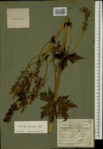 Aconitum orientale Mill., Caucasus, Dagestan (K2) (Russia)