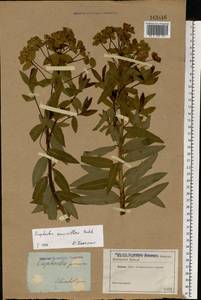 Euphorbia semivillosa (Prokh.) Krylov, Eastern Europe, South Ukrainian region (E12) (Ukraine)