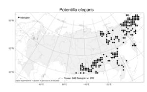 Potentilla elegans Cham. & Schltdl., Atlas of the Russian Flora (FLORUS) (Russia)