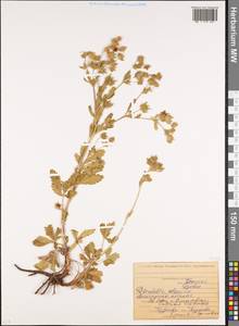 Potentilla recta subsp. obscura (Willd.) Arcang., Caucasus, North Ossetia, Ingushetia & Chechnya (K1c) (Russia)