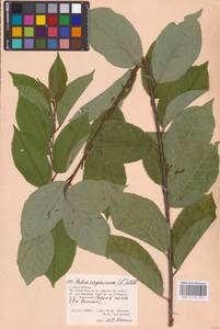 Prunus virginiana L., Eastern Europe, Lower Volga region (E9) (Russia)
