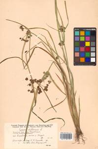 Cyperus difformis L., Siberia, Russian Far East (S6) (Russia)