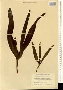 Colchicum umbrosum Steven, Caucasus, Black Sea Shore (from Novorossiysk to Adler) (K3) (Russia)