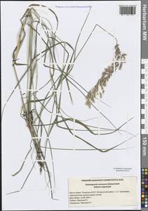 Calamagrostis canescens (Weber) Roth, Eastern Europe, Middle Volga region (E8) (Russia)