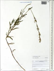 Silene tatarica (L.) Pers., Eastern Europe, Central forest region (E5) (Russia)