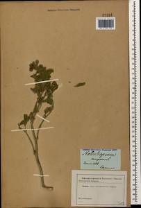 Heliotropium europaeum L., Caucasus (no precise locality) (K0)