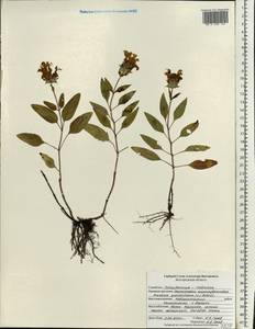 Prunella grandiflora (L.) Scholler, Eastern Europe, Central forest-and-steppe region (E6) (Russia)