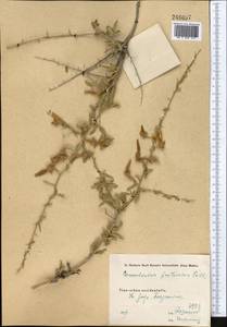 Convolvulus fruticosus Pall., Middle Asia, Western Tian Shan & Karatau (M3) (Uzbekistan)