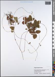 Fragaria nipponica subsp. nipponica, Siberia, Russian Far East (S6) (Russia)