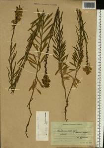 Linaria vulgaris Mill., Eastern Europe, Northern region (E1) (Russia)