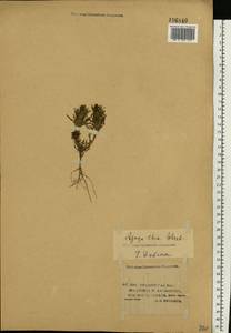 Ajuga chamaepitys subsp. chia (Schreb.) Arcang., Eastern Europe, Lower Volga region (E9) (Russia)