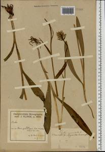 Dactylorhiza maculata (L.) Soó, Eastern Europe, Volga-Kama region (E7) (Russia)