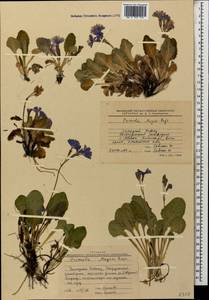 Primula amoena subsp. meyeri (Rupr.) Valentine & Lamond, Caucasus, Stavropol Krai, Karachay-Cherkessia & Kabardino-Balkaria (K1b) (Russia)