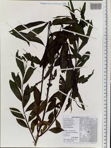 Salix udensis Trautv. & C. A. Mey., Siberia, Chukotka & Kamchatka (S7) (Russia)