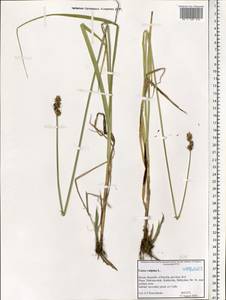 Carex vulpina L., Eastern Europe, Northern region (E1) (Russia)
