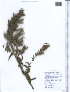 Echium italicum subsp. biebersteinii (Lacaita) Greuter & Burdet, Caucasus, Black Sea Shore (from Novorossiysk to Adler) (K3) (Russia)