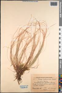 Carex vanheurckii Müll.Arg., Siberia, Russian Far East (S6) (Russia)