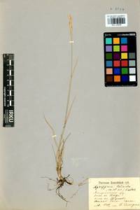 Elymus lolioides (P.Candargy) Melderis, Siberia, Altai & Sayany Mountains (S2) (Russia)