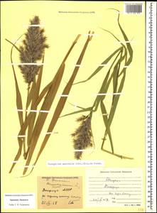 Phragmites australis (Cav.) Trin. ex Steud., Caucasus, Armenia (K5) (Armenia)