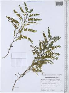 Astragalus norvegicus Grauer, Siberia, Baikal & Transbaikal region (S4) (Russia)