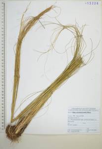 Achnatherum pekinense (Hance) Ohwi, Siberia, Russian Far East (S6) (Russia)