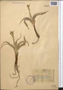 Iris tubergeniana Foster, Middle Asia, Syr-Darian deserts & Kyzylkum (M7) (Kazakhstan)