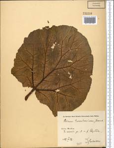 Rheum turkestanicum Janisch, Middle Asia, Karakum (M6) (Turkmenistan)