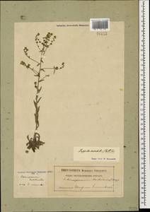Lappula barbata (M. Bieb.) Gürke, Caucasus, Georgia (K4) (Georgia)