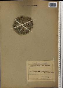 Acantholimon armenum Boiss. & A. Huet, Caucasus, Armenia (K5) (Armenia)