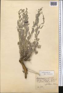 Artemisia schrenkiana Ledeb., Middle Asia, Muyunkumy, Balkhash & Betpak-Dala (M9) (Kazakhstan)