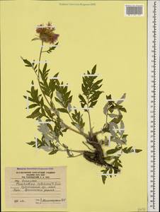 Psephellus colchicus Sosn., Caucasus, South Ossetia (K4b) (South Ossetia)
