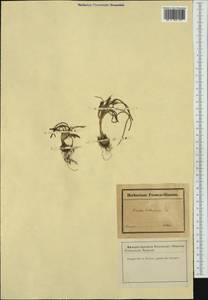 Romulea bulbocodium (L.) Sebast. & Mauri, Western Europe (EUR) (France)