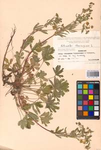 Potentilla thuringiaca Bernh. ex Link, Eastern Europe, Moscow region (E4a) (Russia)