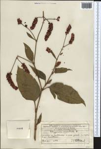 Persicaria orientalis (L.) Spach, Middle Asia, Western Tian Shan & Karatau (M3) (Kazakhstan)