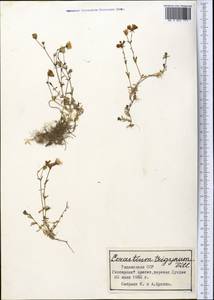 Dichodon cerastoides (L.) Rchb., Middle Asia, Pamir & Pamiro-Alai (M2) (Tajikistan)