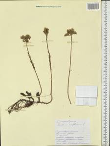 Petrosedum rupestre subsp. rupestre, Eastern Europe, Lower Volga region (E9) (Russia)