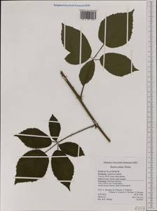 Rubus radula Weihe, Western Europe (EUR) (Germany)