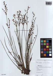 Juncus alpinoarticulatus Chaix, Siberia, Altai & Sayany Mountains (S2) (Russia)